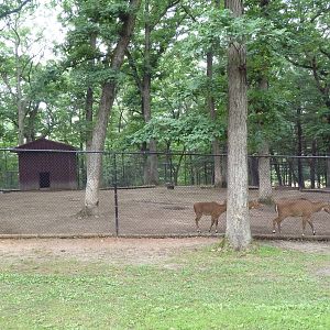 Nilgai Exhibit #1