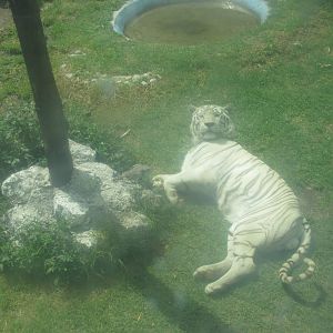white bengal tiger neza zoo