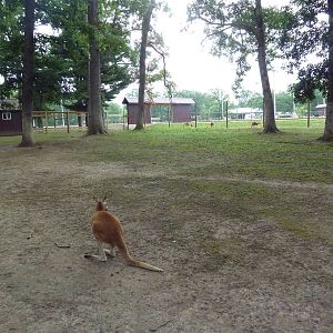 Red Kangaroo Exhibit