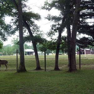 Mixed-Species Paddock (6 Species)