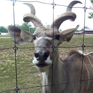Greater Kudu
