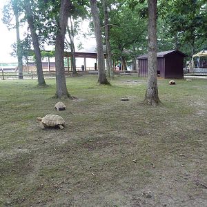 African Spurred Tortoise Exhibit