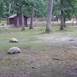 African Spurred Tortoise Exhibit