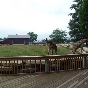 Reticulated Giraffe Exhibit
