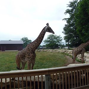 Masai Giraffe Exhibit