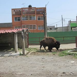 urban bison neza zoo