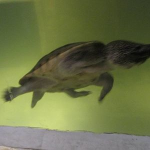 mexican musk turtle acuario inbursa