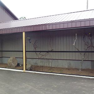 Swainson's Toucan Exhibit