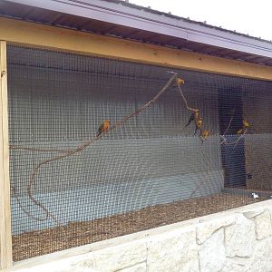 Sun Conure Exhibit