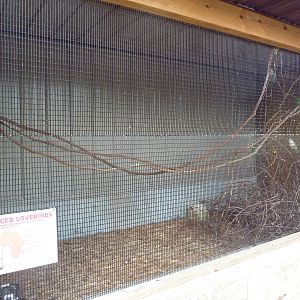 Peach-Faced Lovebirds Exhibit