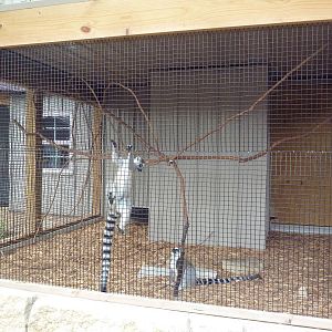 Ring-Tailed Lemur Exhibit