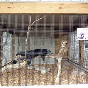 Binturong Exhibit