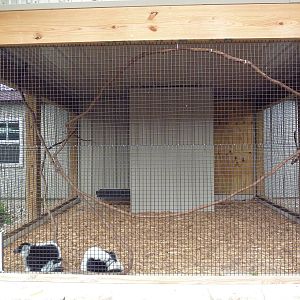 Black-and-White Ruffed Lemur Exhibit
