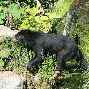 spectacled bears and coati