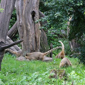 spectacled bears and coati