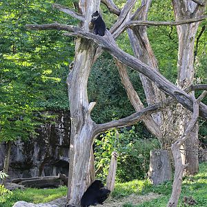 spectacled bears and coati