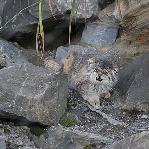pallas's cat