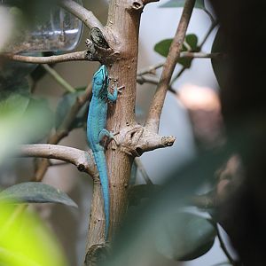 lygodactylus williamsi