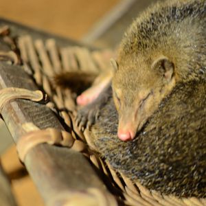 Common kusimanse - Drill Ranch, Afi, Nigeria