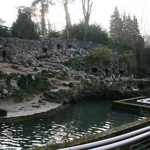 black-footed penguin exhibit