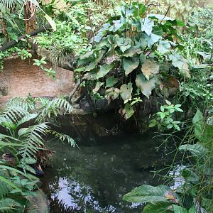Broad-snouted caiman exhibit