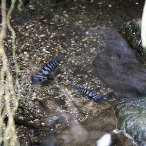 Convict Cichlids