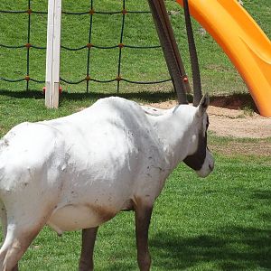 Arabian Oryx in a playground!