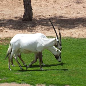 Arabian Oryx