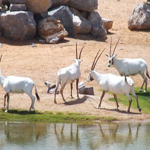 Arabian Oryx