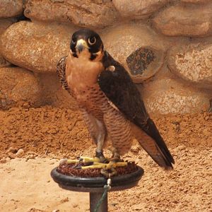 Birds in the falconry section