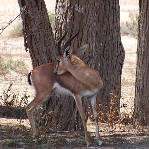 Arabian Gazelle