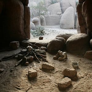 red diamond rattlesnake exhibit