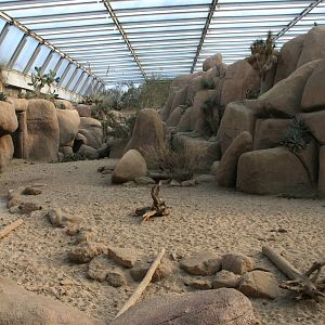 Collared peccary exhibit