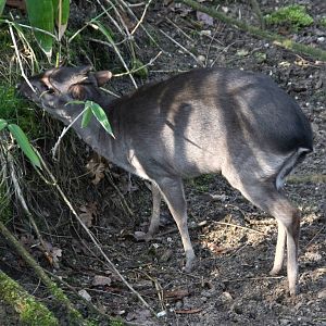 Blue duiker