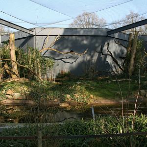 Ring-tailed lemur &  Black lemur outdoor exhibit