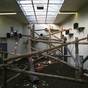 Ring-tailed lemur &  Black lemur inndoor exhibit