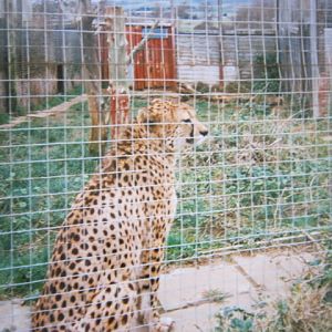 Cheetah 16/2/98.