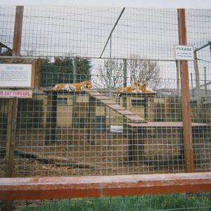 Three Siberian Tigers 1998.