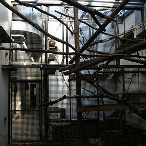 Pig-tailed macaque inndoor exhibit