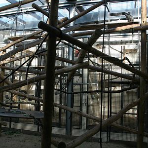 Dusky leaf monkey inndoor exhibit