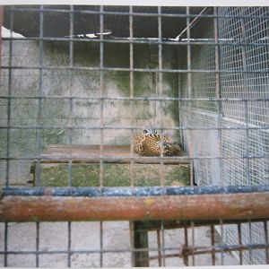 Female jaguar 1998.