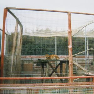 Three Leopards 1998.