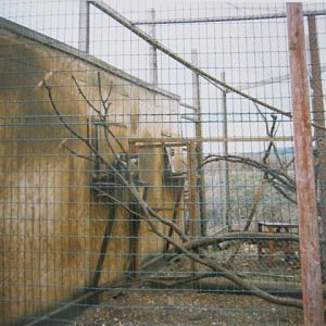 Large group of Vervet Monkeys 1998.