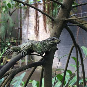 Amboina sail-finned lizard