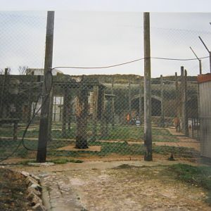 Tigers - Shere Khan and Tamara 1998.