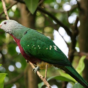 Wompoo fruit dove