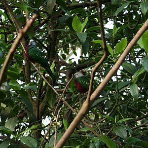 Wompoo fruit doves