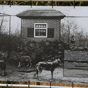 Little Red Riding Hood then