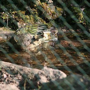 bathing Kea