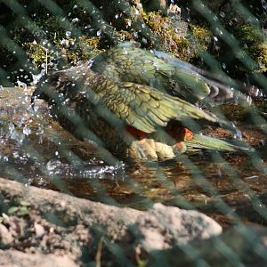 bathing Kea
